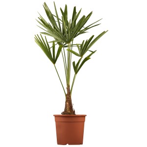 Grüne Hanfpalme (Trachycarpus) im braunen Topf, Topf-Ø ca. 28 cm.