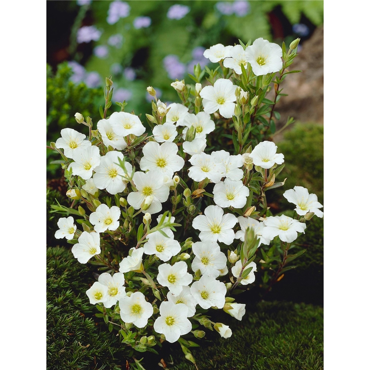 GROW by OBI Sandkraut mit kleinen, weißen Blüten im Topf, ideal für Steingärten.