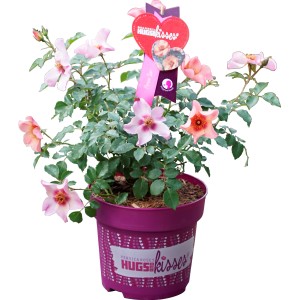 Rose 'Hugs and Kisses' im 5 l Topf, ca. 20-30 cm hoch, mit rosa-orangen Blüten.