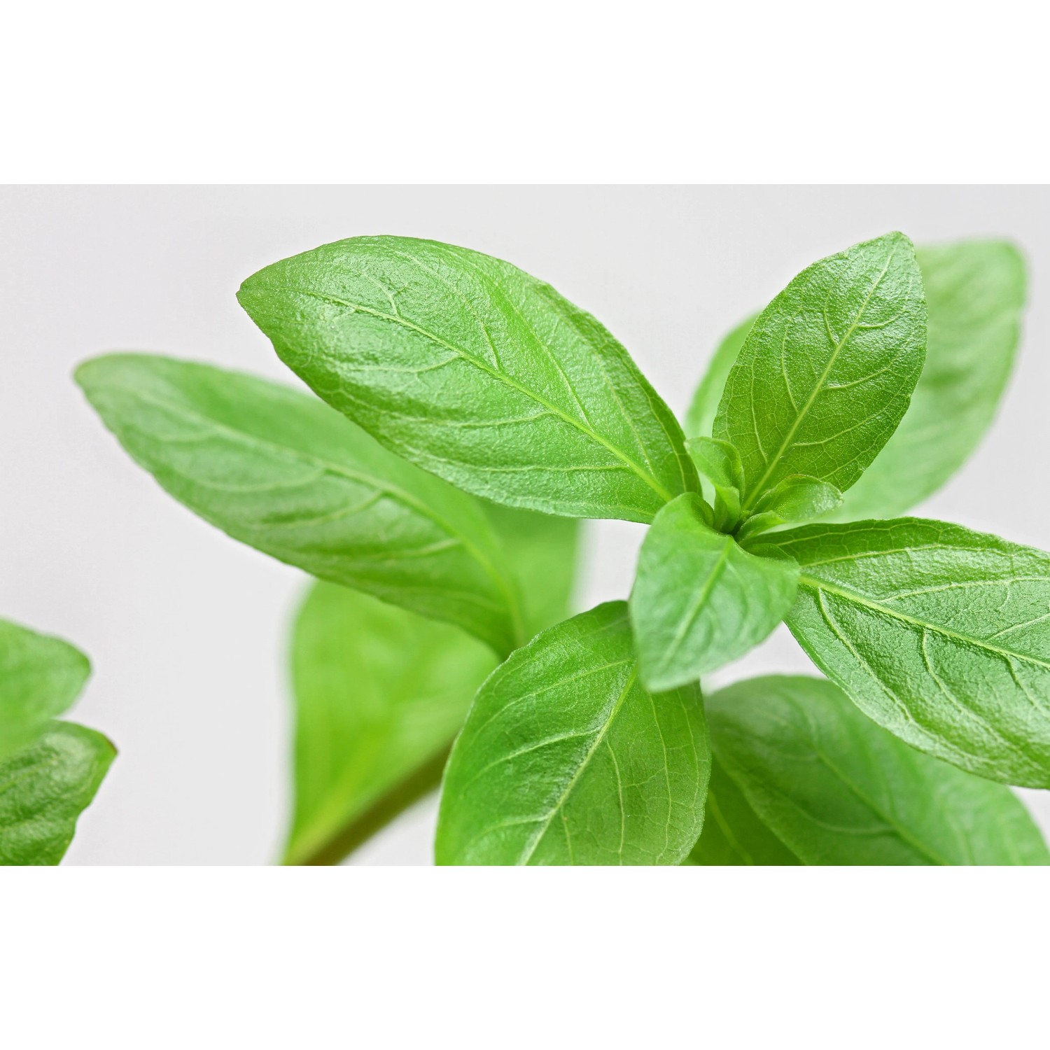 Nahaufnahme der grünen Aquariumpflanze Hygrophila Polysperma.