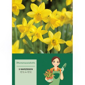 Gelbe Narzissen Tete-a-Tete, 5 Stück, ideal für den Frühlingsgarten.