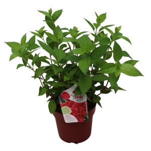 GROW by OBI Rispenhortensie Bloody Marie Höhe 40 - 60 cm 3l Hydrangea paniculata