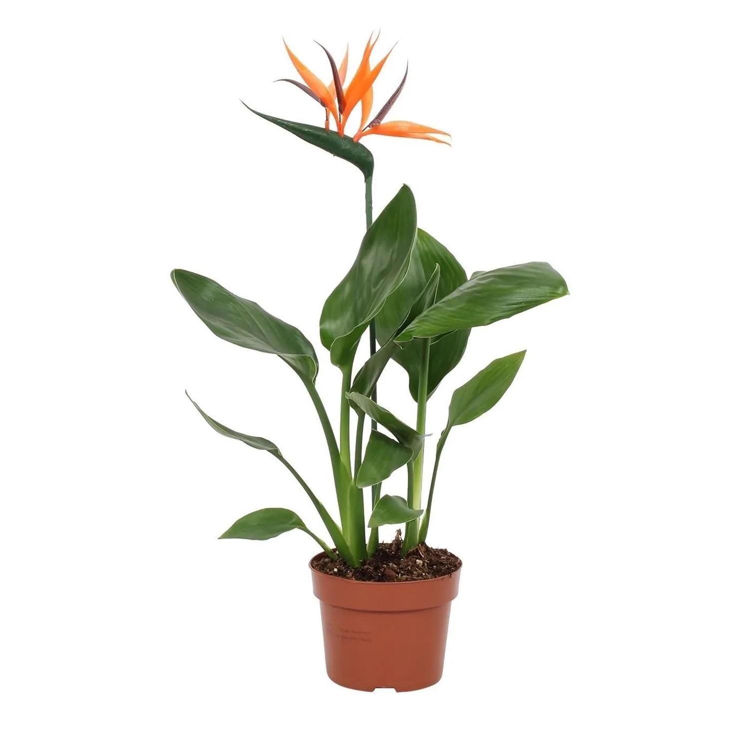 aechmea blue rain plant Aechmea Blue Rain