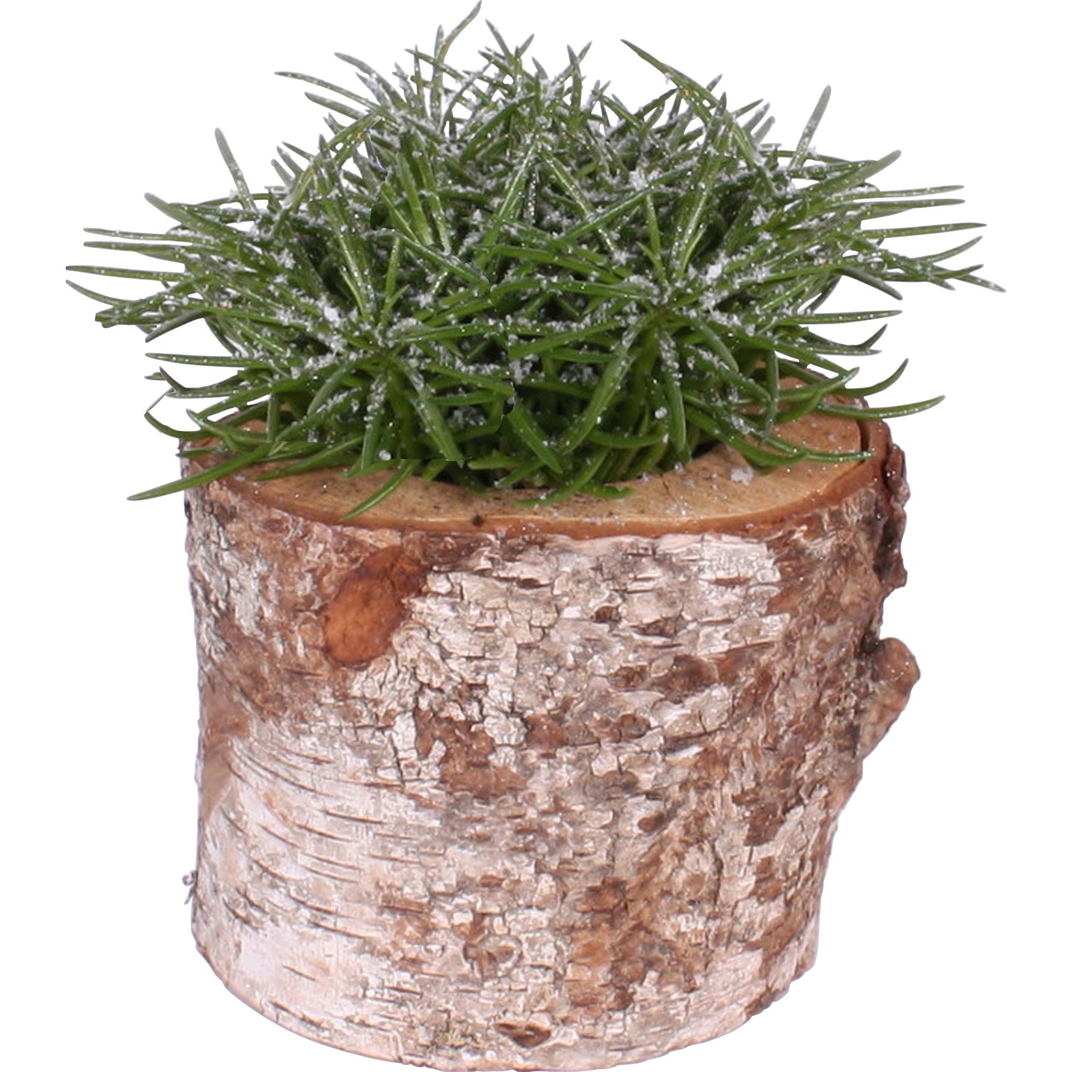 Greiskraut "Himalaya" in Baumstamm TopfØ ca. 16 cm kaufen bei OBI