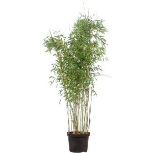 Gartenbambus "Campbell" Set à 25 Stück Höhe ca. 175 - 200 cm Fargesia robusta