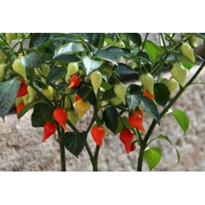 Blu Bio-Tropfen-Chili (Capsicum chinense) im Topf, mit roten, gelben und grünen Früchten.