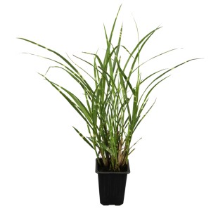 OBI Chinaschilf Zebrinus im Topf, grün-weiß gestreiftes Ziergras für Beet und Kübel.