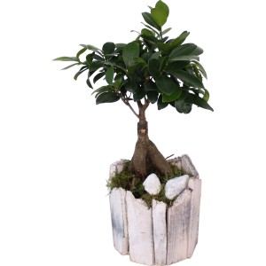 Zimmerbonsai Arrangement im Holzgefäß, Topf ca. 13cm, dekorative Blattschmuckpflanze.