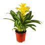 Guzmanie 'Flava' im Topf: Blühpflanze mit gelb-orangen Hochblättern für den Innenbereich.