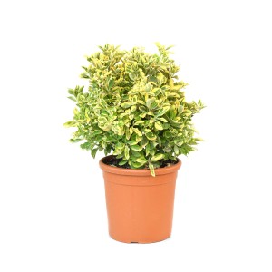 Japanischer Spindelstrauch Aureus im Topf, ca. 25 cm hoch, grüngelb panaschiert.