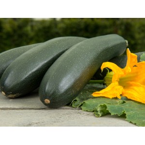 GROW by OBI Kletterzucchini mit gelber Blüte im Topf.