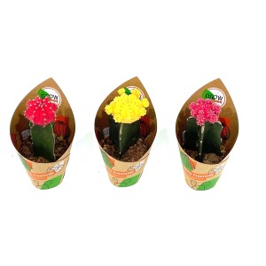 GROW by OBI Gymnocalicium Kakteen, 3-fach sortiert im Topf. Verschiedene Farben.