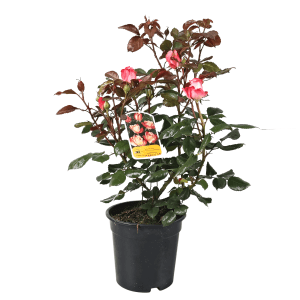 Beetrose Rosa im 3l Topf, ca. 30-50cm hoch, mit rosa-weißen Blüten.