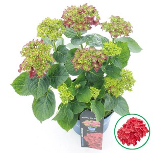 Bauernhortensie "Royalty Fire Wings" Höhe ca. 35 cm Topf-Ø ca. 20 cm