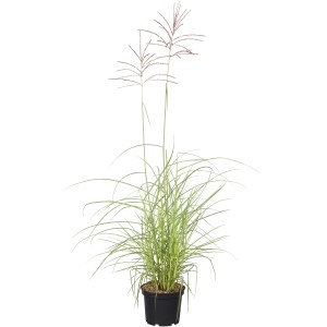 Chinaschilf 'Flamingo Rosa' im Topf, Ziergras mit rosa Blütenwedeln.