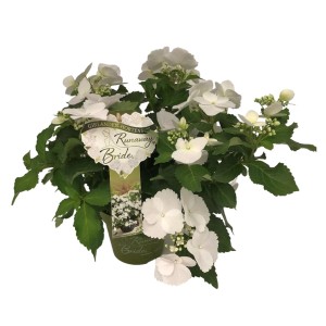Hortensie "Runaway Bride" Weiß Höhe ca. 35 cm Topf ca. 1 l Hydrangea macrophylla