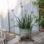 Blu Garten-Knofi im Topf (Ø 12cm) mit lila Blüten auf Tisch.