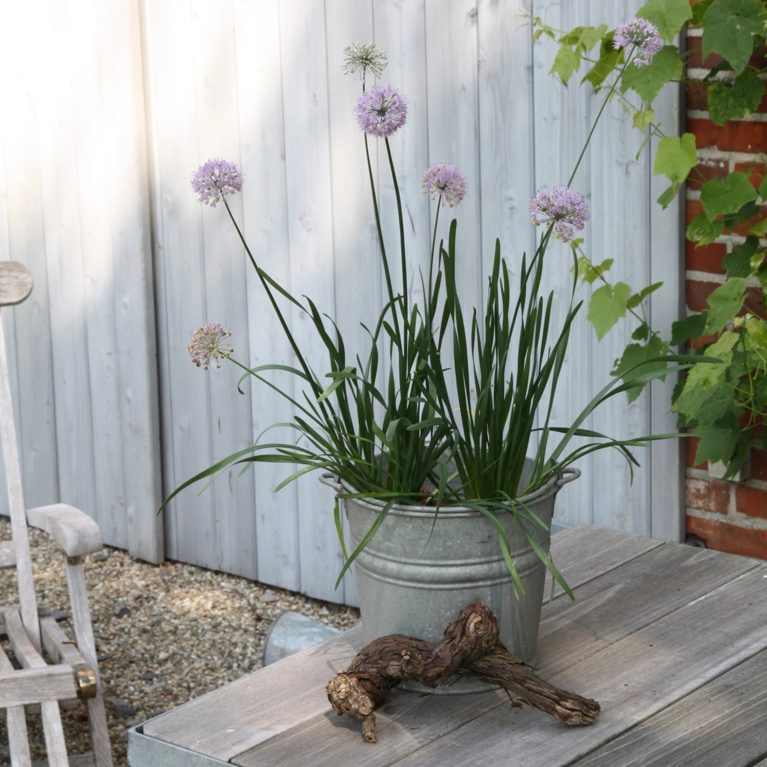 Blu Garten-Knofi Topf- ca. 12 cm Allium kaufen bei OBI