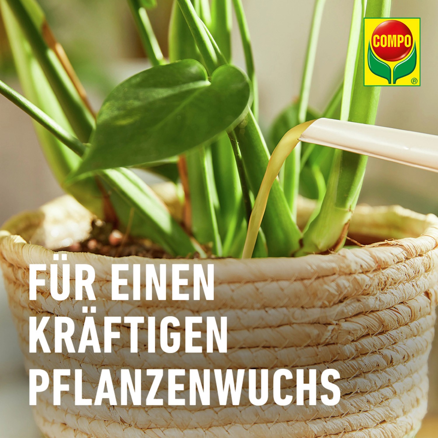 Compo BIO Grünpflanzen- und Palmendünger 500ml_6