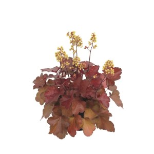 Orange-rotes Purpurglöckchen 'Indian Summer Boysenberry' im 15 cm Topf.