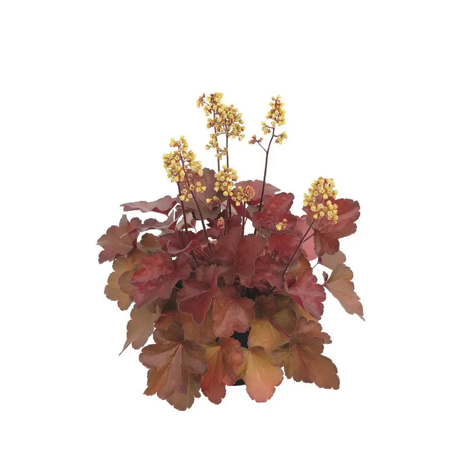 Orange-rotes Purpurglöckchen 'Indian Summer Boysenberry' im 15 cm Topf.