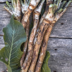 Frischer Meerrettich (Armoracia rusticana) mit Blatt auf Holz, ideal zum Pflanzen im Garten.