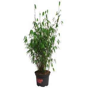 Gartenbambus 'Honey Guide' im Topf, ca. 60 cm hoch. Ideal als Sichtschutz.