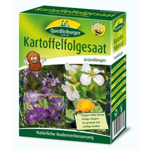 Quedlinburger Kartoffelfolgesaat: Gründüngung zur Bodenverbesserung nach der Kartoffelernte.