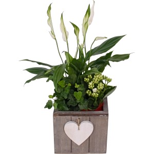 Arrangement im Holztopf (Ø 15cm) mit Einblatt, Kalanchoe und Efeu, verziert mit Herz-Anhänger.