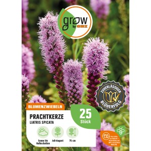 Prachtkerze 'Liatris spicata' von GROW by OBI, lila Blütenähren, Höhe ca. 75cm.
