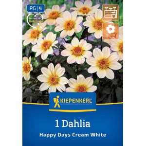 Kiepenkerl Blumenzwiebeln Dunkellaubige Beetdahlie Happy Days Creamwhite