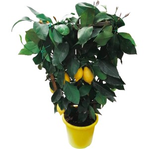 GROW by OBI Citrus Spalier (Citrus mitis) im gelben Topf, ca. 80 cm hoch, mit reifen Zitronen.
