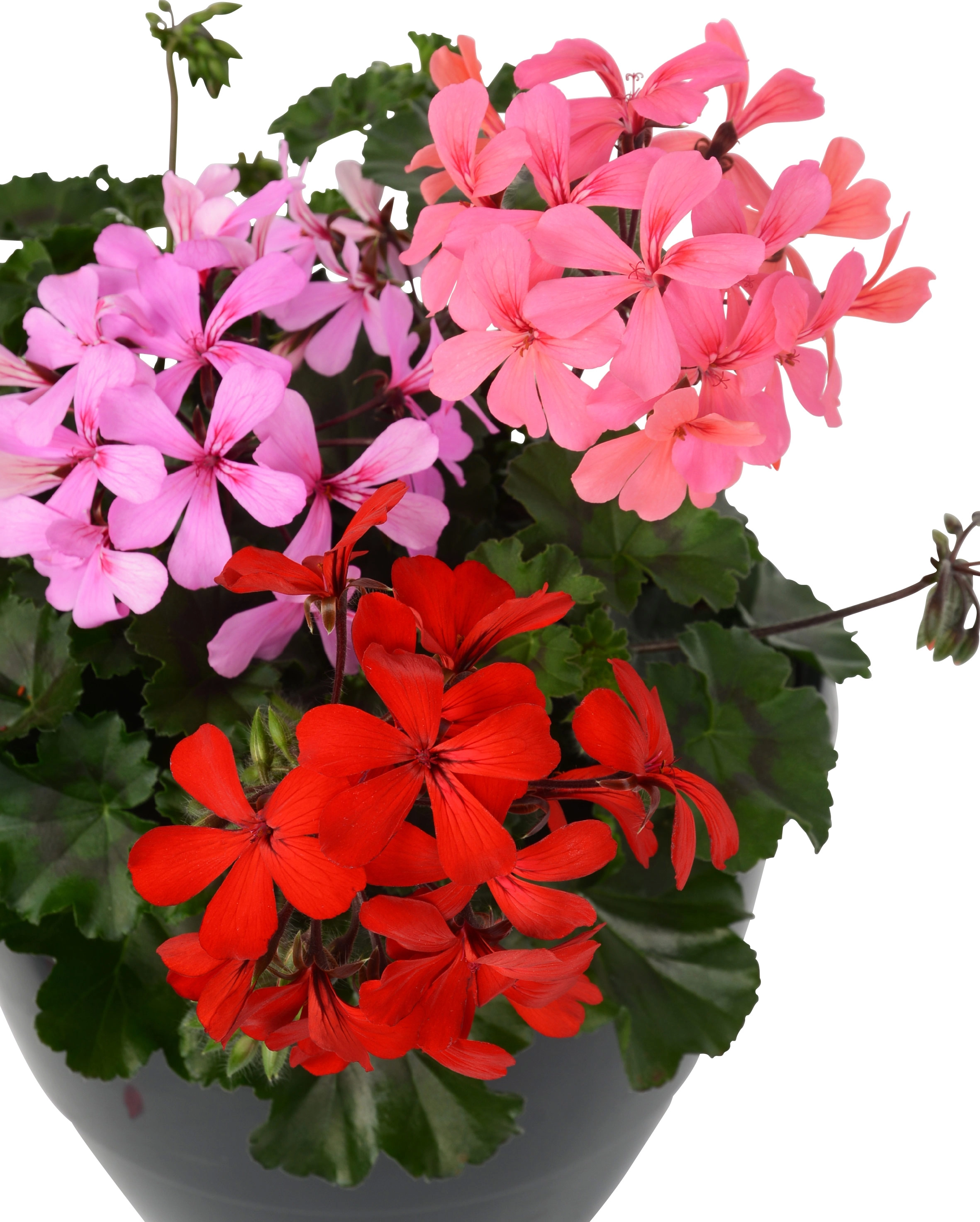 Traumgarten GeranienAmpel Dreifarbig TopfØ ca. 27 cm Pelargonium