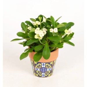 Christusdorn im bunten Topf (Ø 6cm). Zimmerpflanze mit weißen Blüten im Terrakotta-Gefäß.