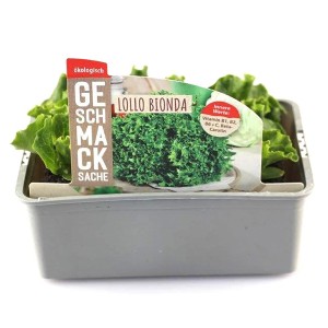 GROW by OBI Pflücksalat Lollo Bionda in 6er Schale, grüne Salatblätter.