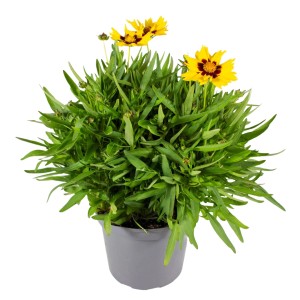 Mädchenauge (Coreopsis grandiflora) im Topf, gelbe Blüten mit braunem Zentrum. Blühende Kübelpflanze.