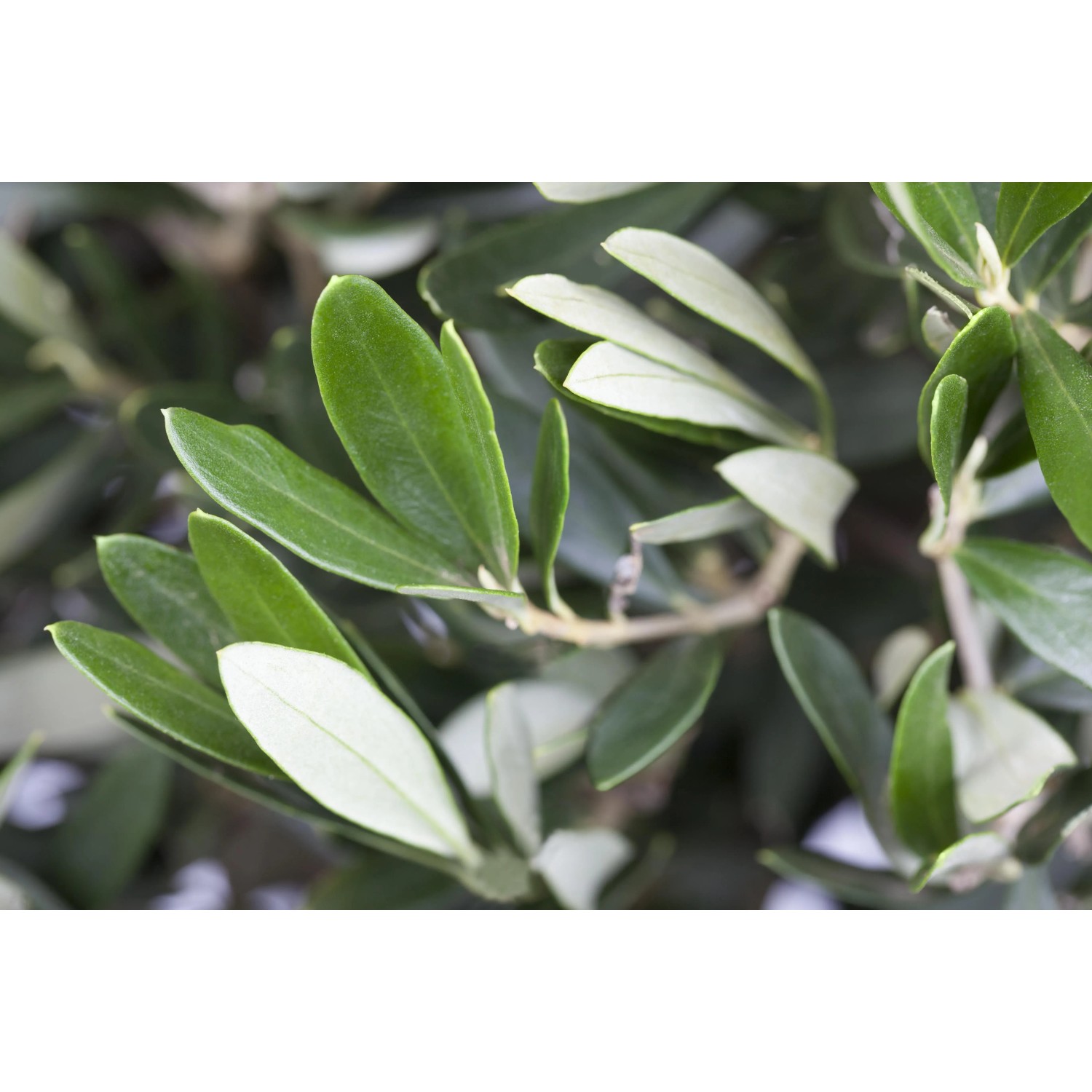 lang blhender rhododendron Rhododendron Cunninghams White 1520 cm  Wei blhender Alpenrose  Strauch, winterhart & immergrn