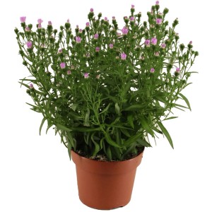 Aster Baby Pink im Topf, ca. 14 cm Durchmesser. Hellrosa Chrysanthemum mit grünen Blättern.