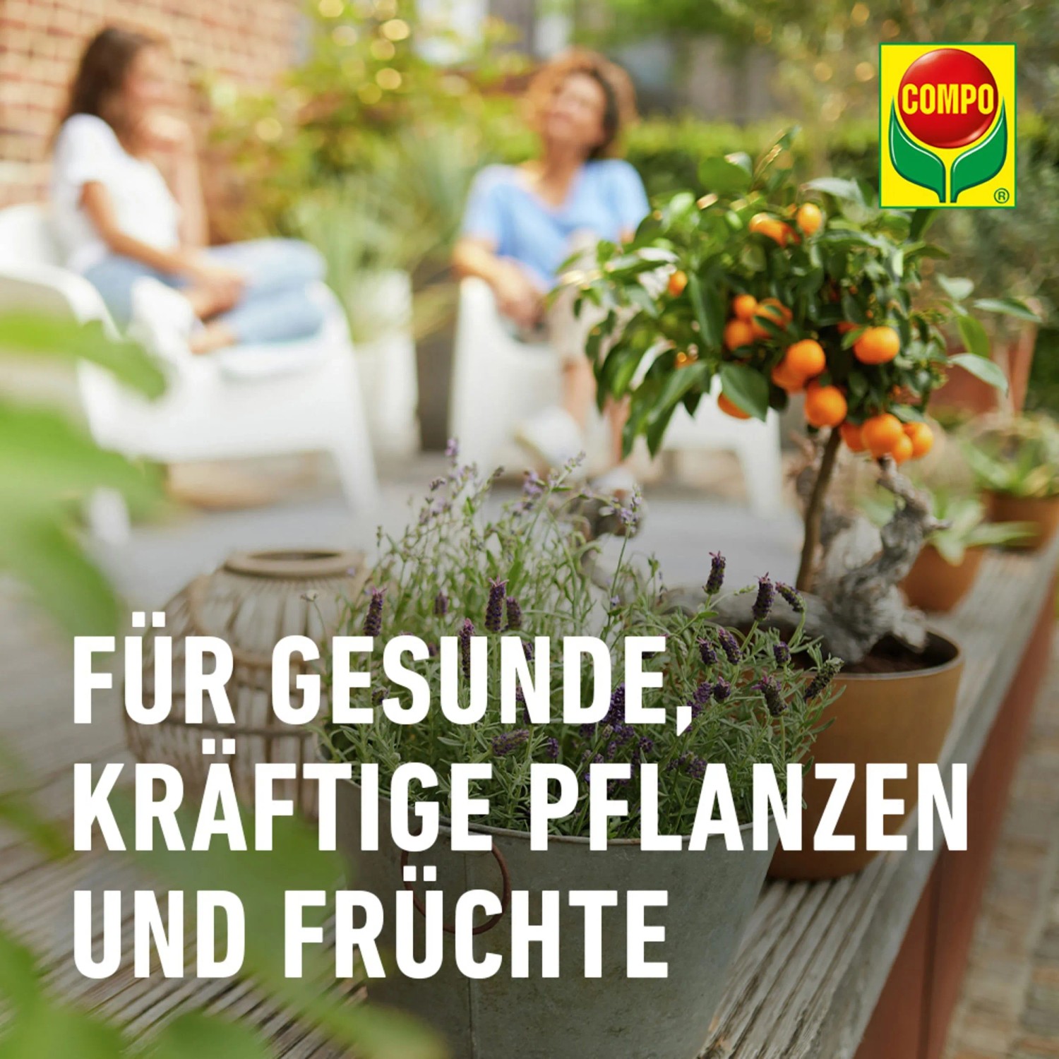 Compo Bio Zitruspflanzenerde Torffrei 10 l_5