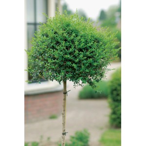 GROW by OBI Ionischer Liguster als Kugelbaum, ca. 65 cm hoch im 9 l Topf.