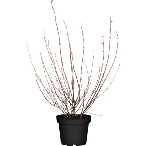 Gartenjasmin 'Belle Etoile' im Topf, ca. 40-60 cm hoch, ohne Blätter.