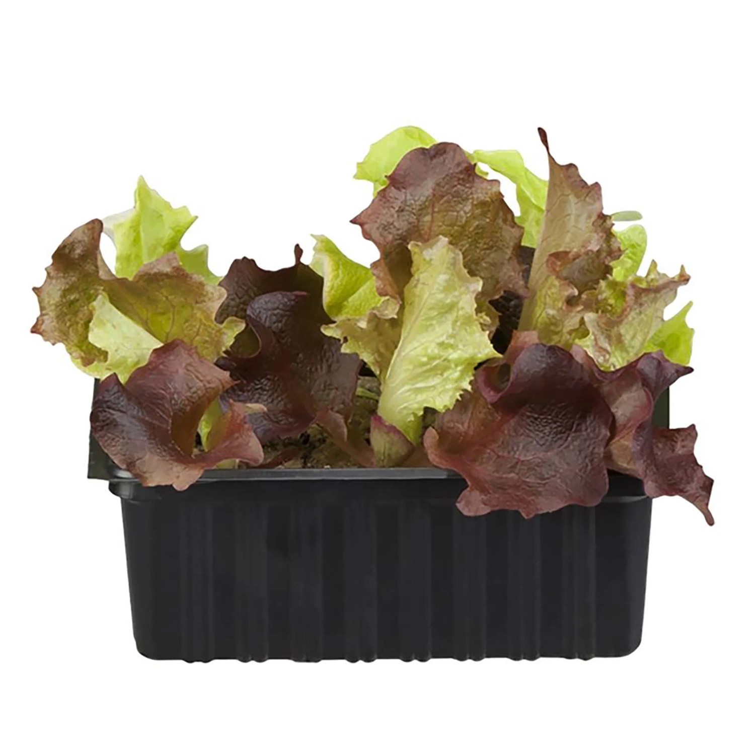 Eichblattsalat Rot - 10 Bio Jungpflanzen Für Deinen Garten