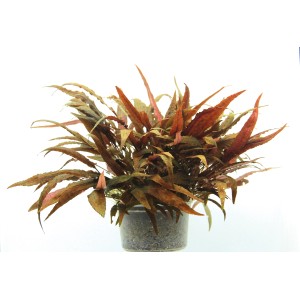 Dennerle Aquariumpflanze Cryptocoryne Affinis im Topf, rotbraune Blätter.