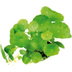 Dennerle Aquariumpflanze Hydrocotyle Verticillata mit runden, grünen Blättern.