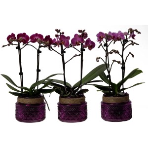 Schmetterlingsorchidee "Kolibri" 2-Trieber Violett im Glas-Gefäß Topf-Ø ca. 9 cm