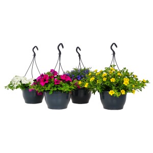 Beetpflanzen-Mix Ampel mit Männertreu, Zauberglöckchen, Petunien und Fettblatt in verschiedenen Farben.