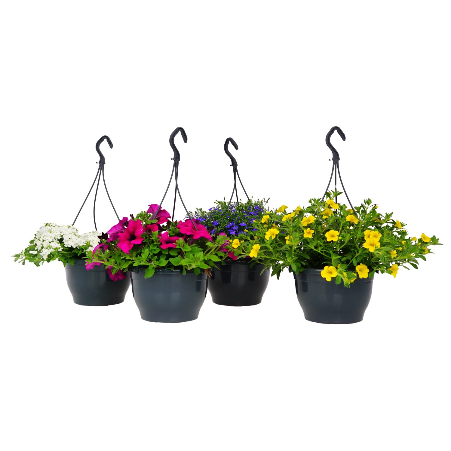 Beetpflanzen Mix Ampel Aqua Easy kaufen bei OBI