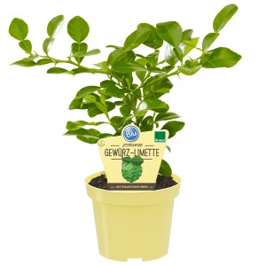 Blu Kaffir-Limette im Topf, ca. 12cm Ø, Citrus hystrix, grüne Blätter.