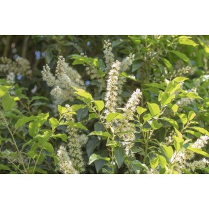 Blühender Portugiesischer Kirschlorbeer Angustifolia mit weißen Blüten.