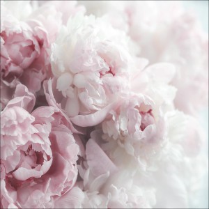 Leinwandbild mit zarten, rosa Pfingstrosen, 50x50 cm. Dekorative Wanddeko für Wohnräume.